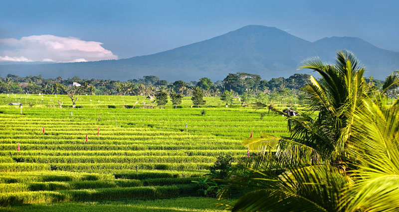 Villa vacacional en alquiler en Bali - Canggu - Canggu - Villa 236 - 3