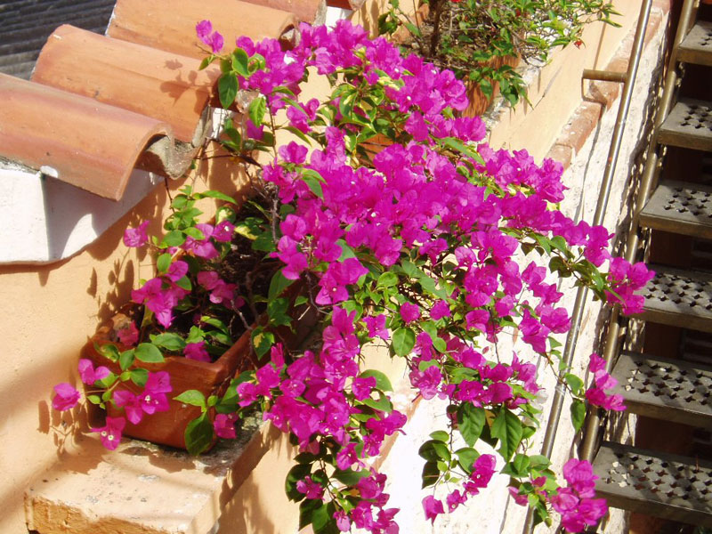 Villa vacacional en alquiler en Colombia - Cartagena - Cartagena - Villa 74 - 15