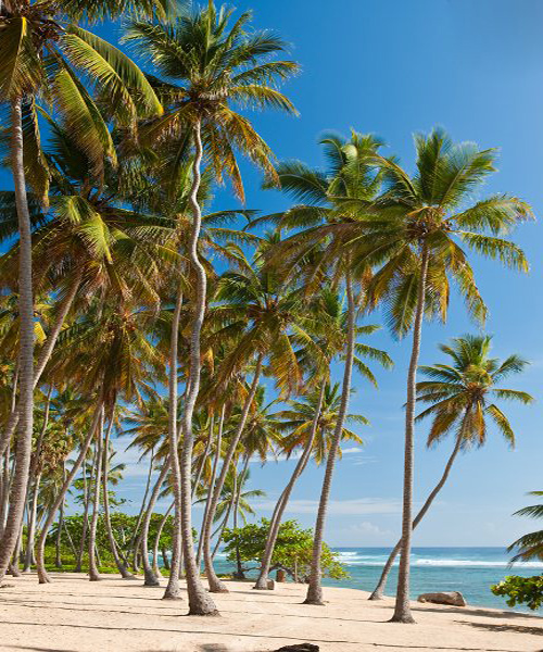 Villa vacacional en alquiler en Rep. Dominicana - Cabrera - Cabrera - Villa 175 - 79