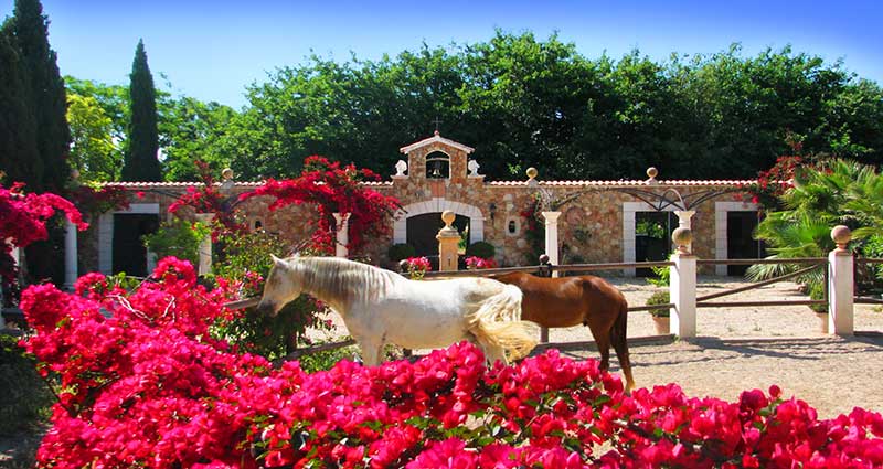 Bed and breakfast in Spain - Mallorca - Binissalem - Inn 494 - 26