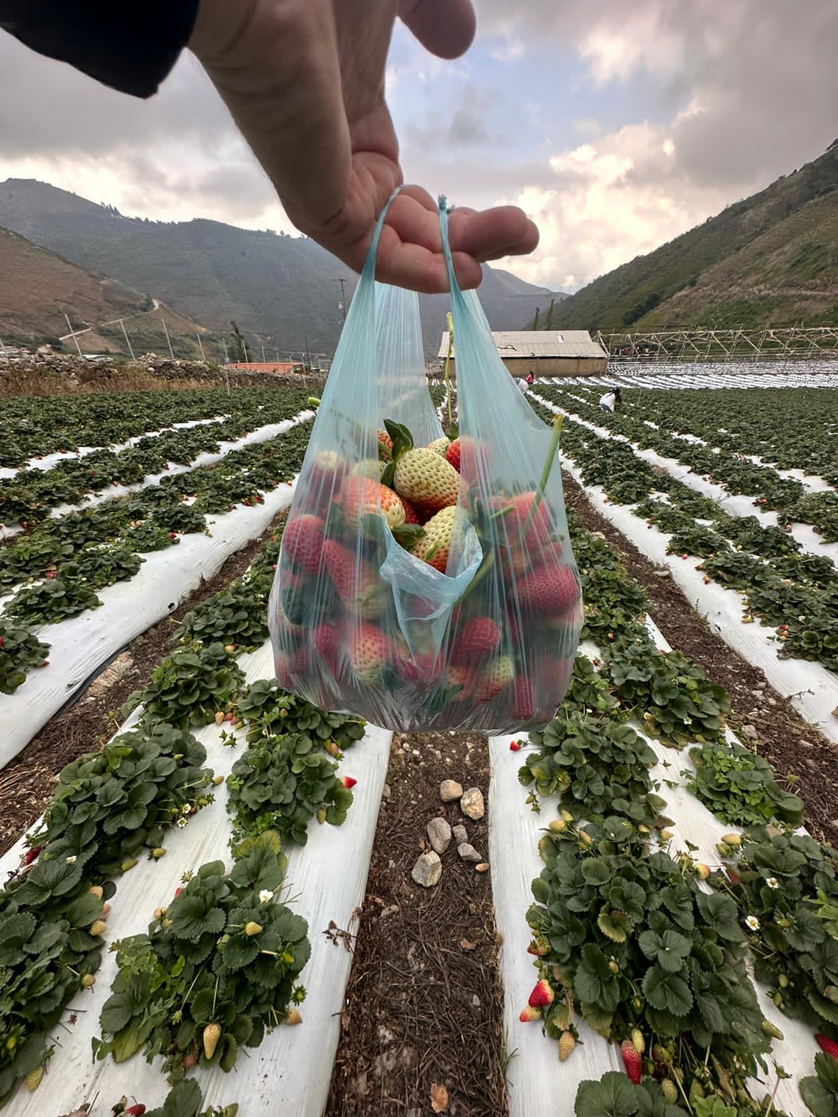 Villa vacacional en alquiler en Venezuela - Merida - Mesa Alta - Villa 537 - 12