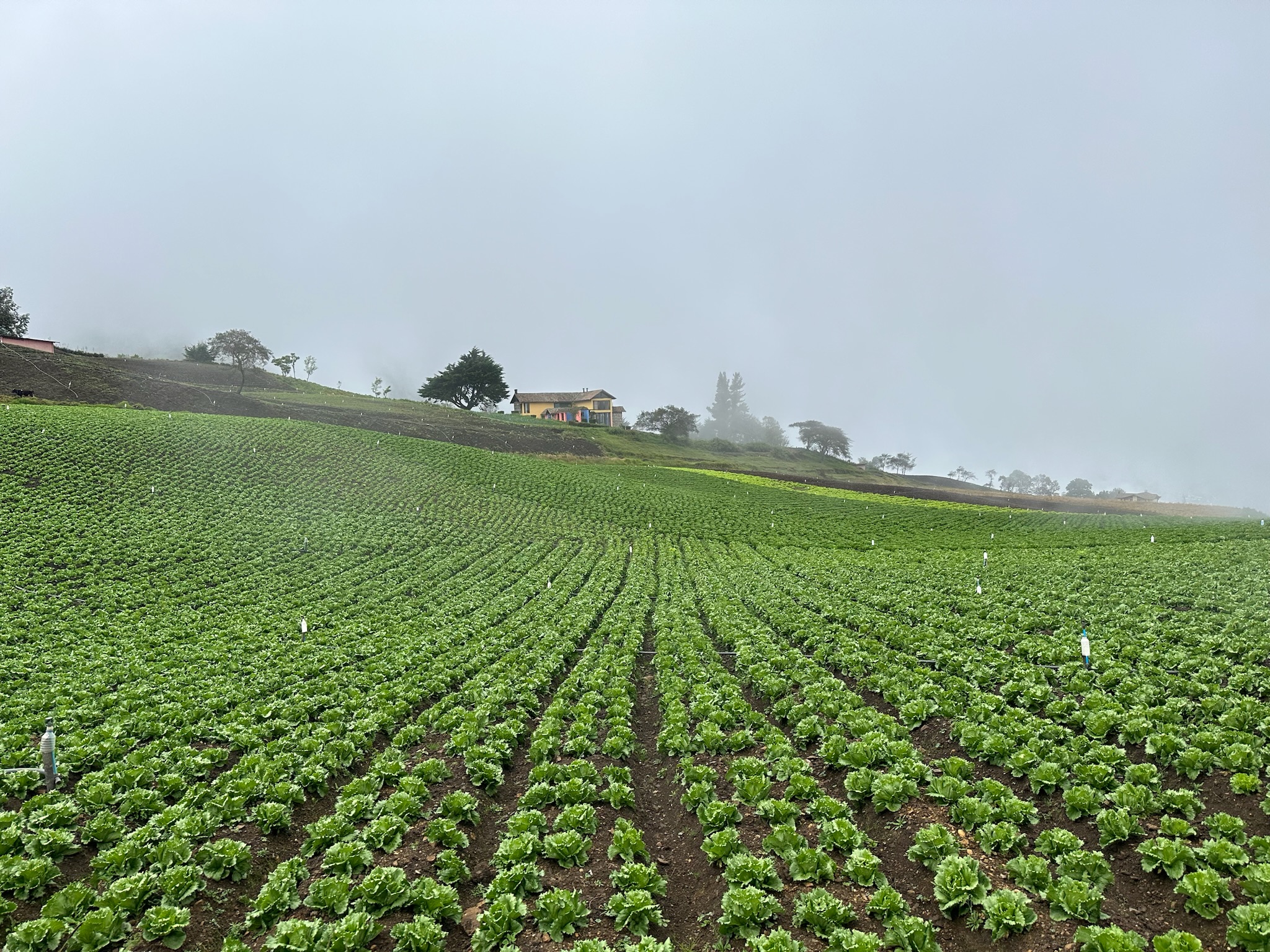 Villa vacacional en alquiler en Venezuela - Merida - Mesa Alta - Villa 537 - 7