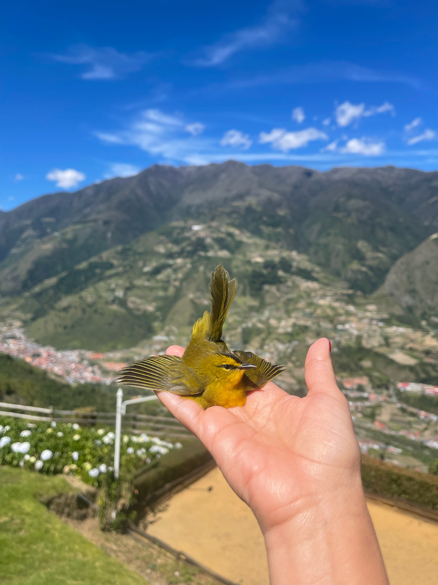 Villa vacacional en alquiler en Venezuela - Merida - Mesa Alta - Villa 537 - 9