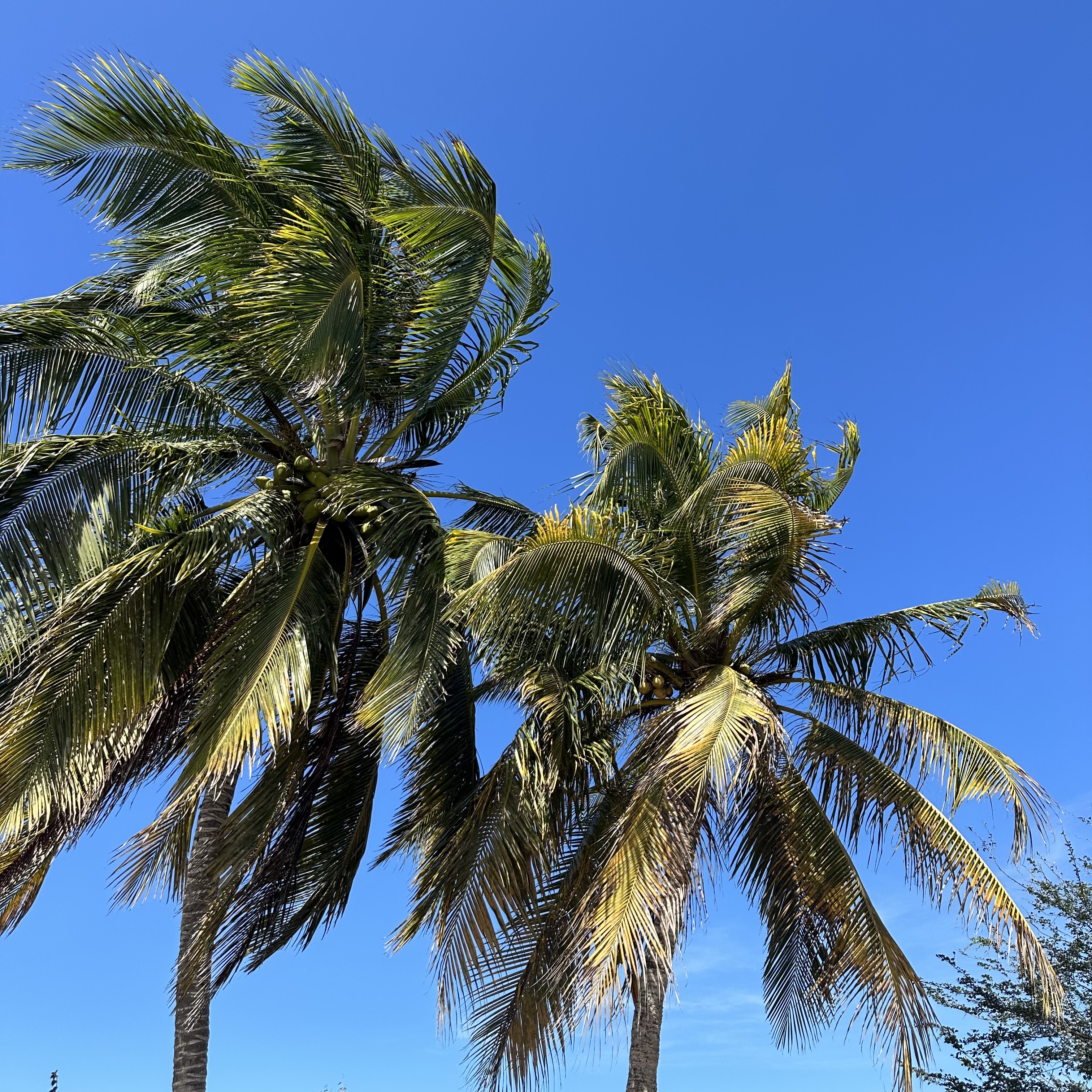 Villa vacacional en alquiler en Venezuela - Edo. Nueva Esparta - Isla de Margarita - Villa 545 - 8